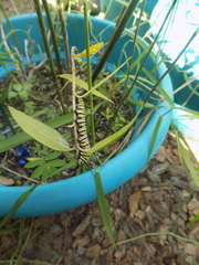 Papilio palamedes