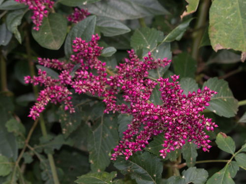 Chamissoa altissima