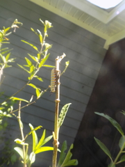 Danaus plexippus