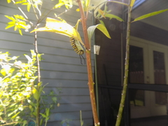 Danaus plexippus