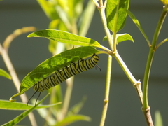 Danaus plexippus