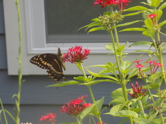 Papilio palamedes