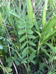 Astragalus canadensis