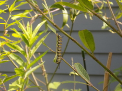 Danaus plexippus