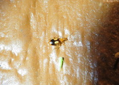 Nemotarsus elegans
