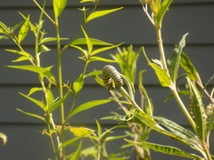 Danaus plexippus