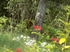 Papilio palamedes