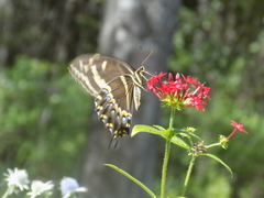 Papilio palamedes