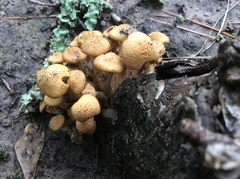 Desarmillaria caespitosa