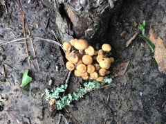 Desarmillaria caespitosa