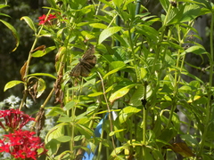 Erynnis horatius