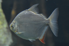 Plain Metynnis photo 2