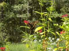 Papilio palamedes