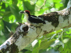 Melanerpes pulcher