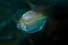 Silver Dollar photo 5