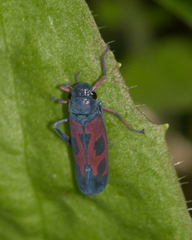 Caragonalia tarsalis