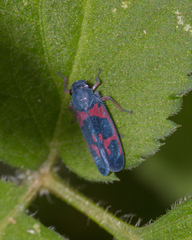 Caragonalia tarsalis