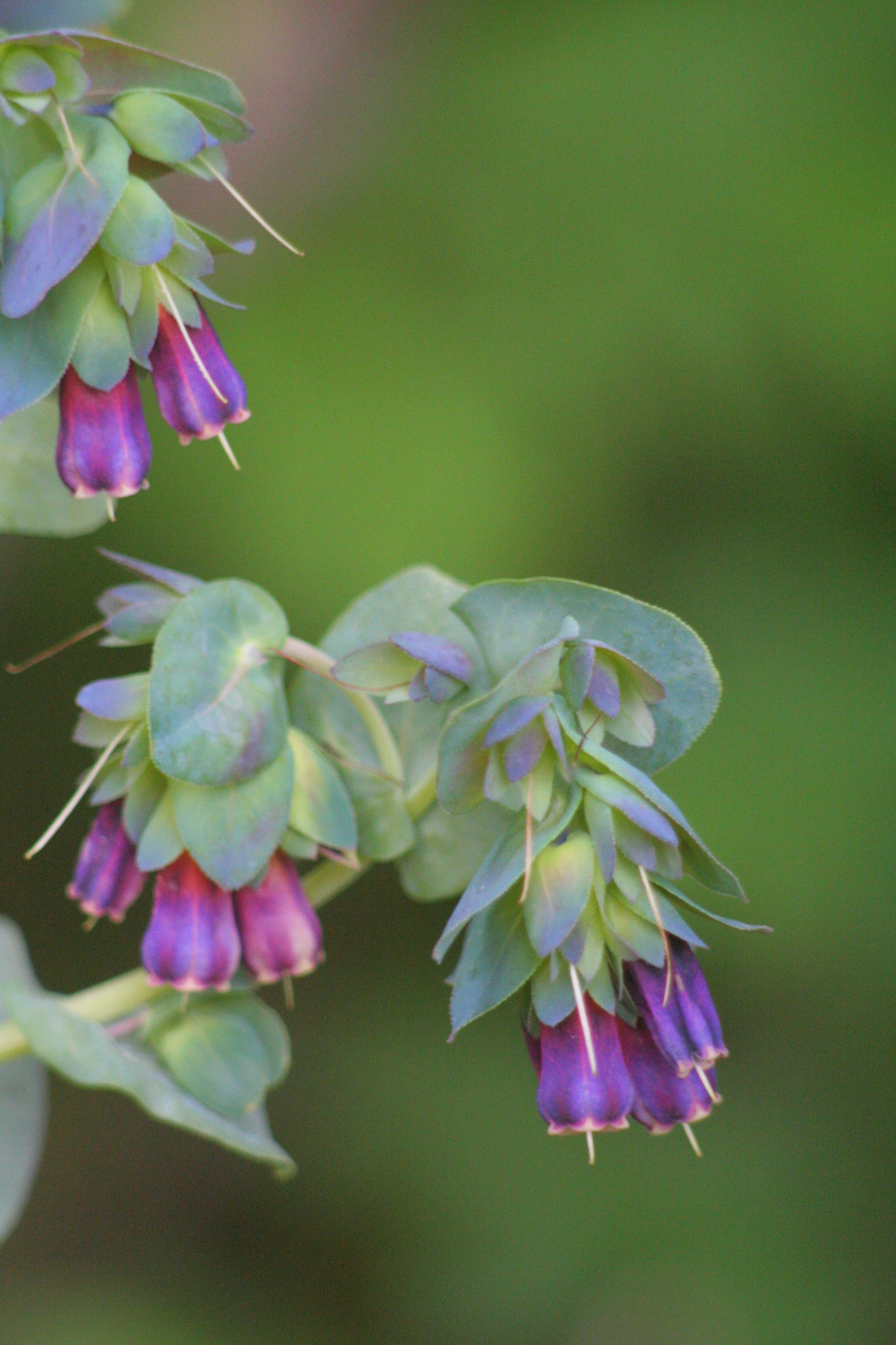 Cerinthe
