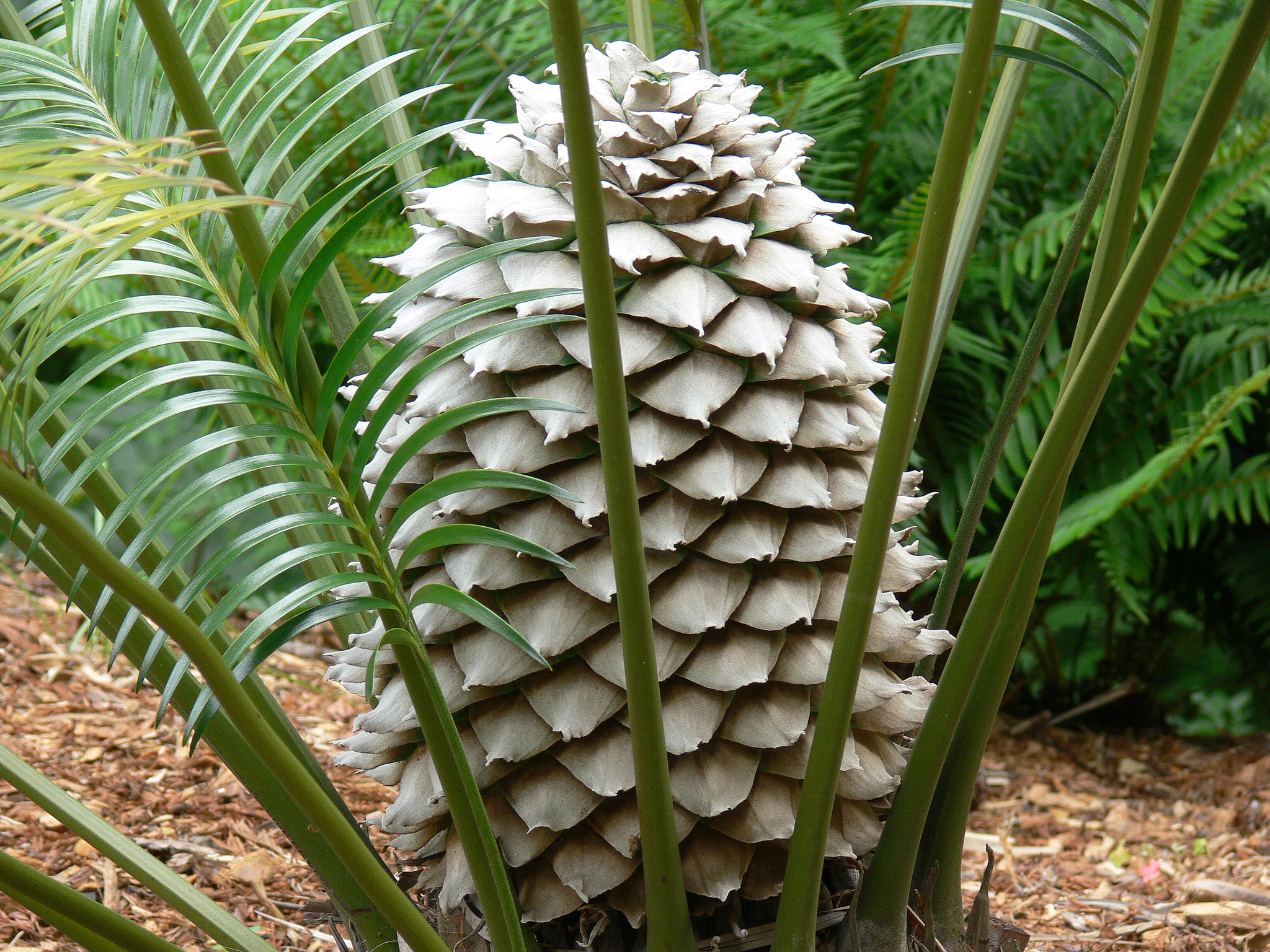 Lepidozamia