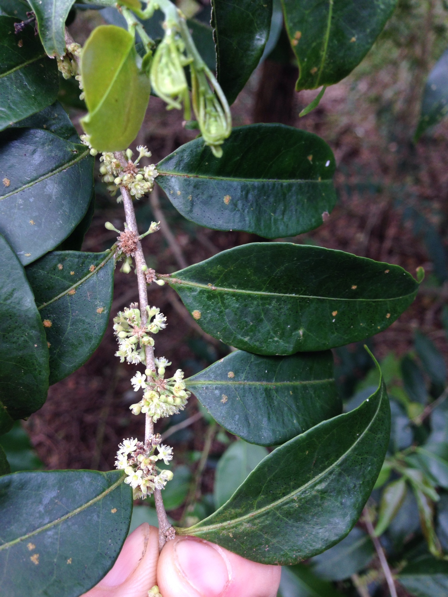 Casearia sylvestris