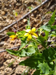 Viola lobata integrifolia