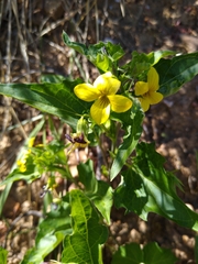 Viola lobata integrifolia