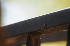 Salticus peckhamae