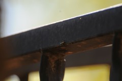 Salticus peckhamae