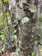 Ficus aurantiaca parvifolia