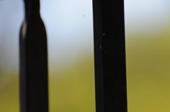 Salticus peckhamae