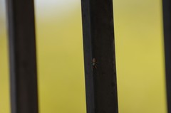 Salticus peckhamae