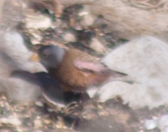 Leucosticte tephrocotis littoralis