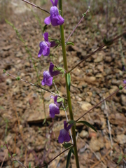 Sairocarpus vexillocalyculatus