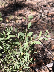 Melaleuca deanei