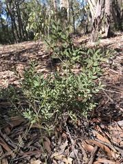 Melaleuca deanei