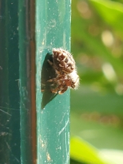 Phidippus putnami