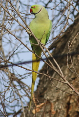 Psittacula krameri