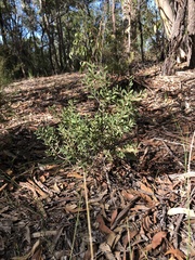 Melaleuca deanei