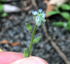 Myosotis stricta