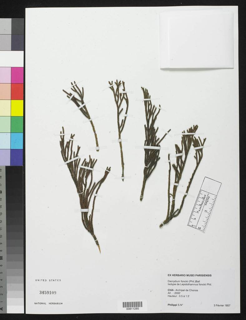 Lepidothamnus