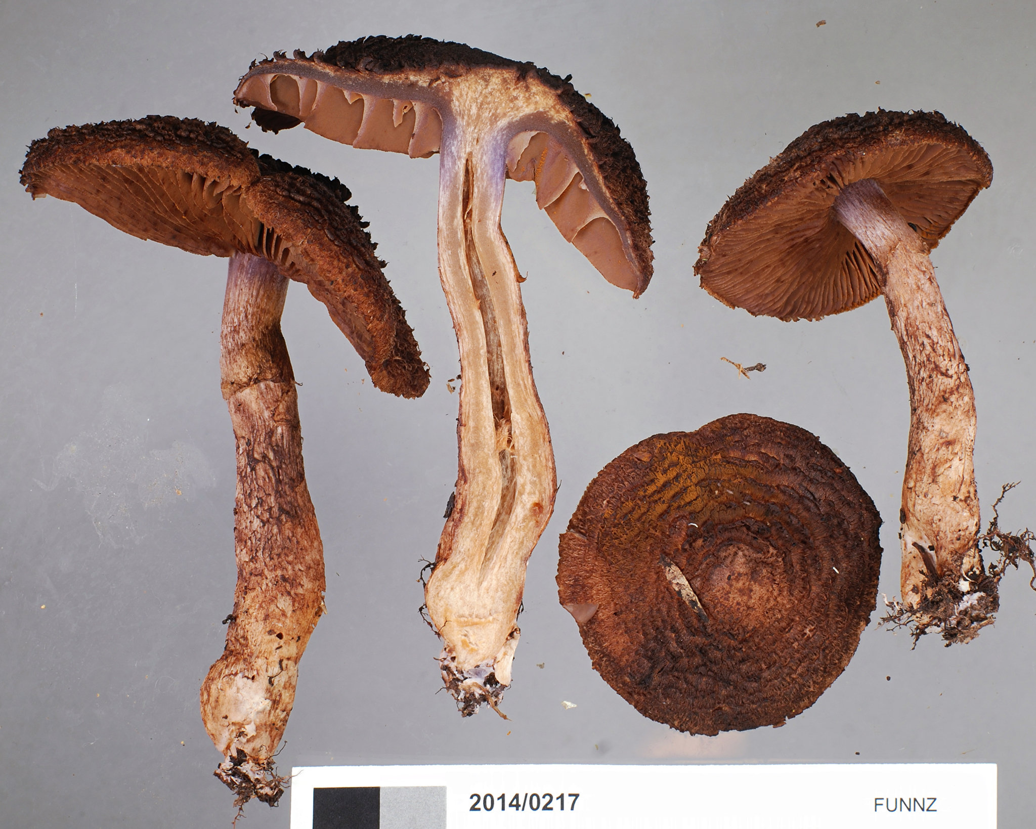Cortinarius ursus image