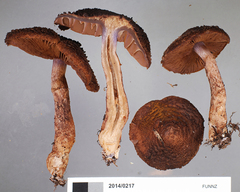 Cortinarius ursus