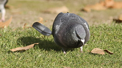 Columba livia