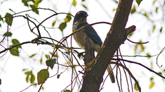 Aphelocoma californica