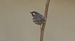 Setophaga nigrescens