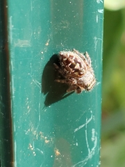Phidippus putnami