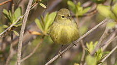 Leiothlypis celata
