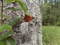 Anisota pellucida