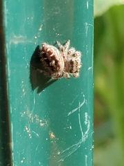 Phidippus putnami
