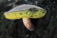 Boletus loyita